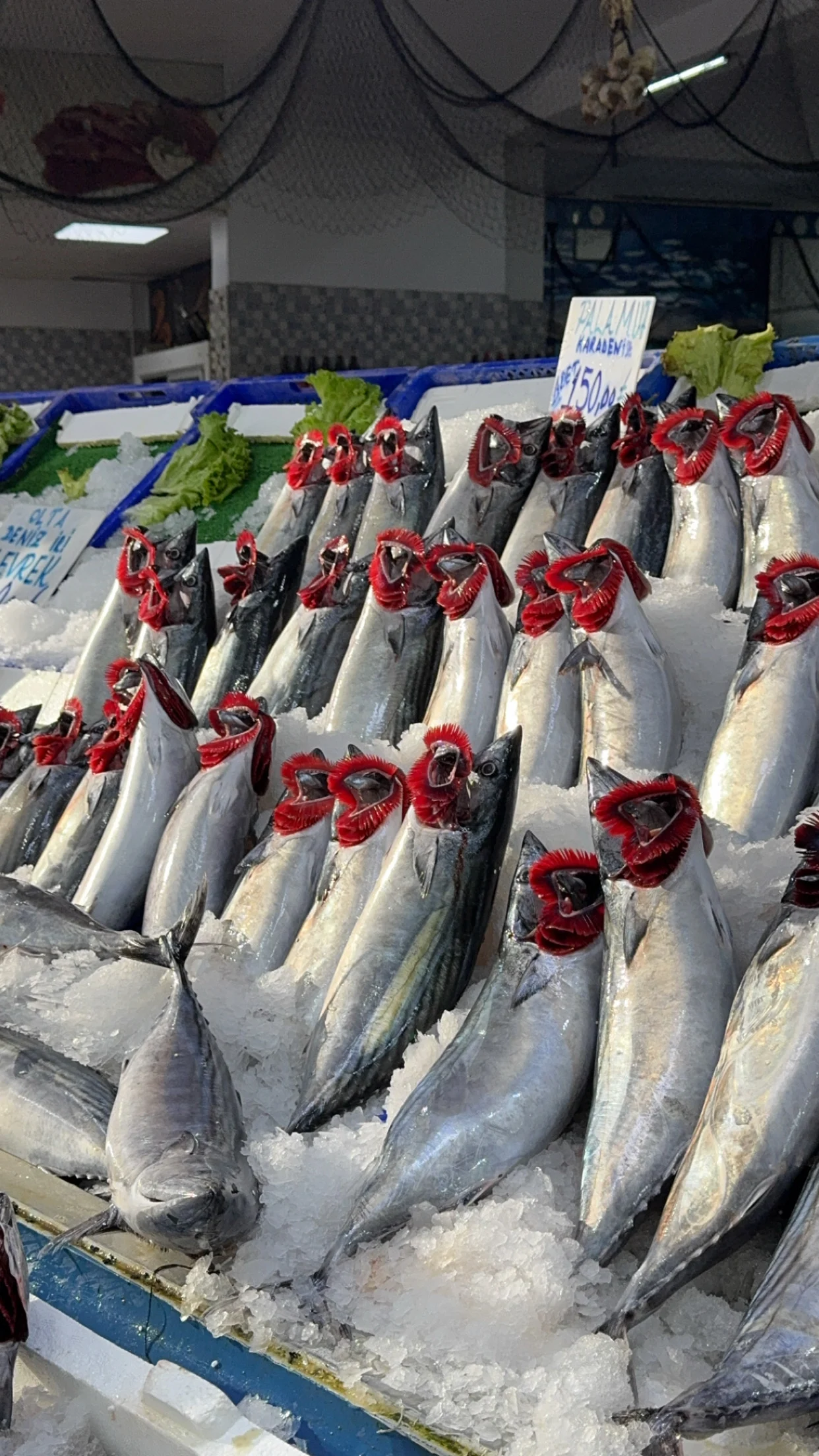 Günlük Balık Çeşitleri